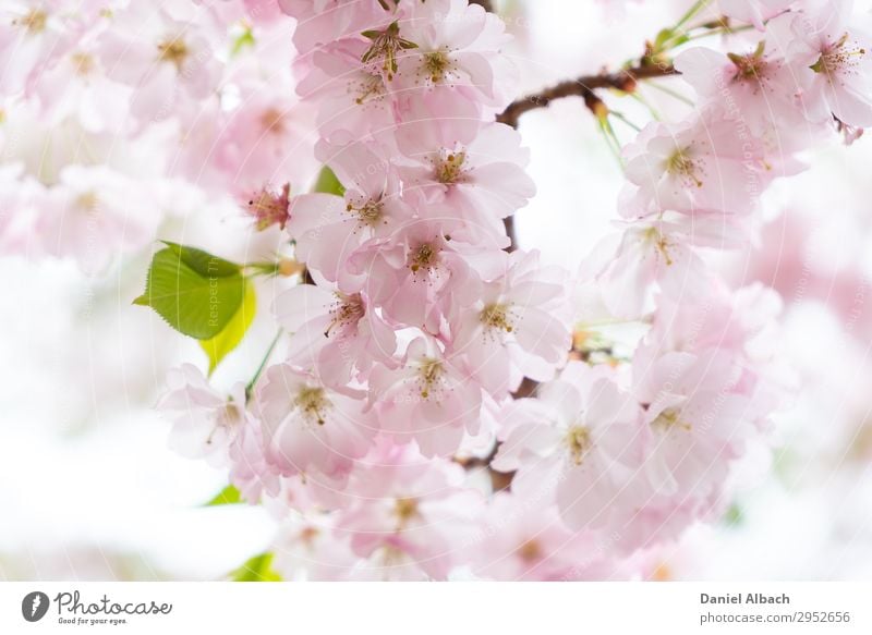 Blossom of a cherry tree. Nature Plant Tree Cherry tree Soft Pink April Background picture bloom natural Cherry blossom close garden blossoming petal tenderness