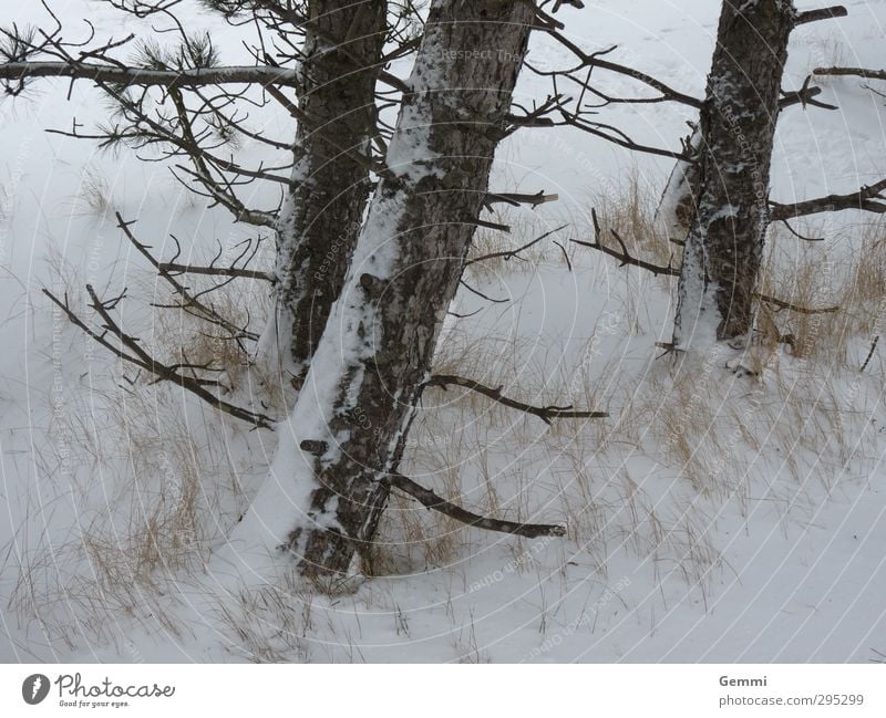Winter in spring Environment Nature Landscape Plant Earth Sand Spring Weather Ice Frost Snow Snowfall Tree Beach North Sea Island Amrum Freeze Brown Yellow Gray