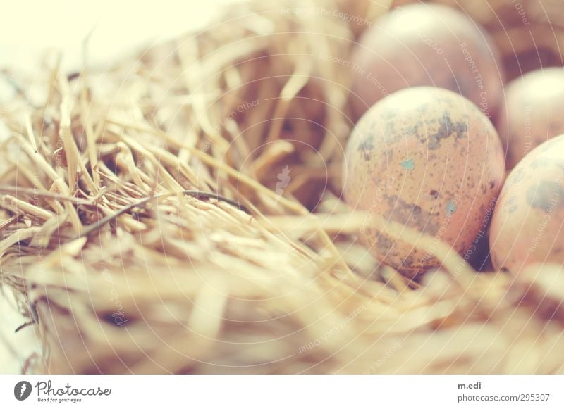 because it's almost time. Farm animal Nest Easter egg nest Quail's egg Esthetic Brown Hay Colour photo Interior shot Day