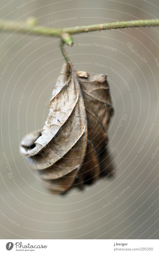 last autumn Nature Plant Autumn Drought Leaf Forest Hang Old Brown Gray Subdued colour Exterior shot Macro (Extreme close-up) Experimental Structures and shapes