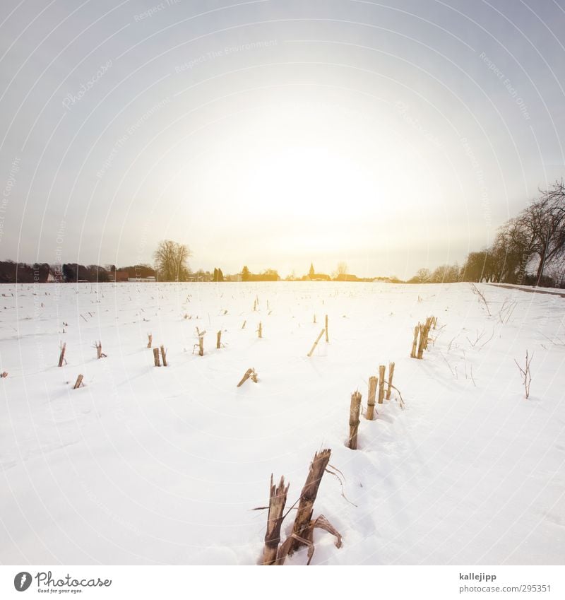 In March the farmer ... Agriculture Forestry Environment Nature Landscape Earth Cloudless sky Sun Sunrise Sunset Sunlight Spring Winter Climate Weather Ice