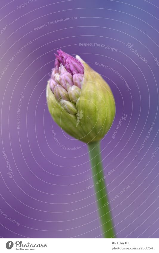 opening Nature Plant Flower Fragrance Exotic Green Violet Emotions Moody Spring fever Anticipation Passion Colour photo Exterior shot Copy Space left