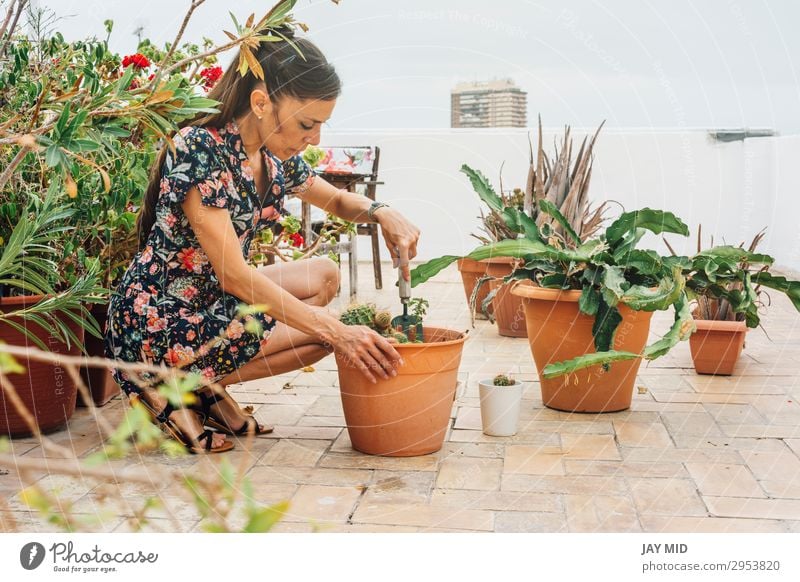 Woman gardener, planting cactus plant in a pot Pot Leisure and hobbies Summer Garden Work and employment Gardening Tool Adults Hand Nature Plant Earth Flower