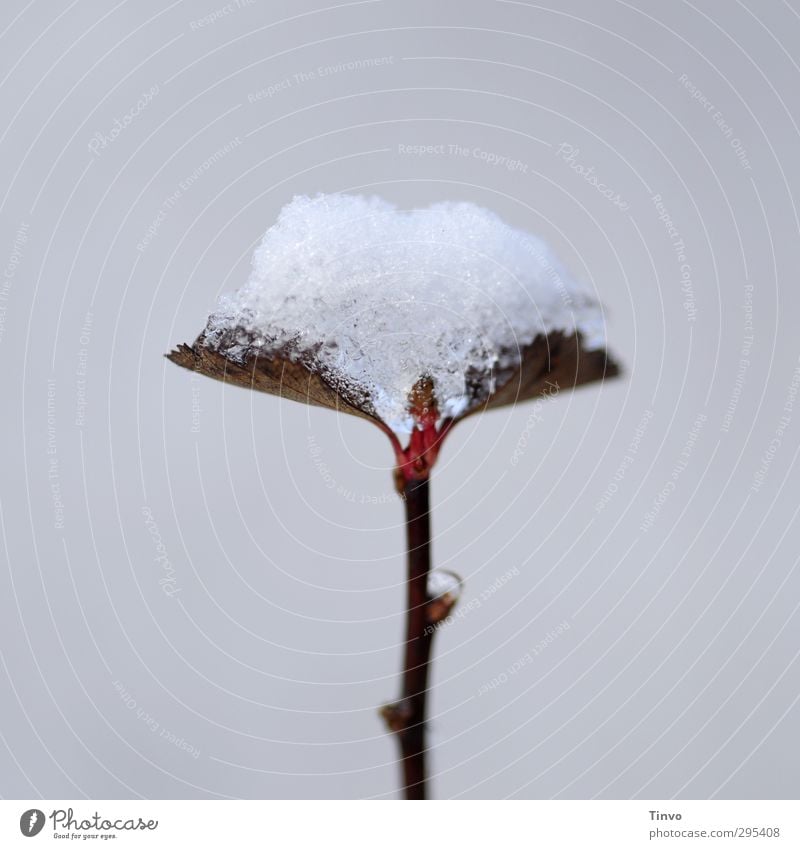 Snow on leaf shoot in spring Plant Spring Winter Climate change Leaf Wild plant Cold Brown Gray Red White Seasons Simple Colour photo Exterior shot Close-up