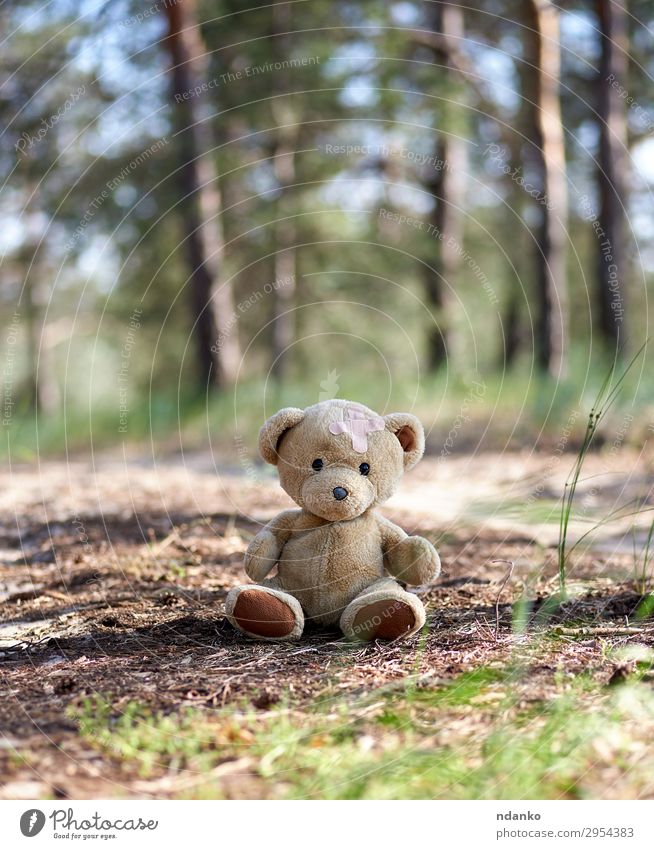 abandoned brown teddy bear Summer Nature Sand Park Forest Toys Doll Teddy bear Old Looking Sit Small Cute Soft Brown Friendliness Sadness Loneliness back Bear