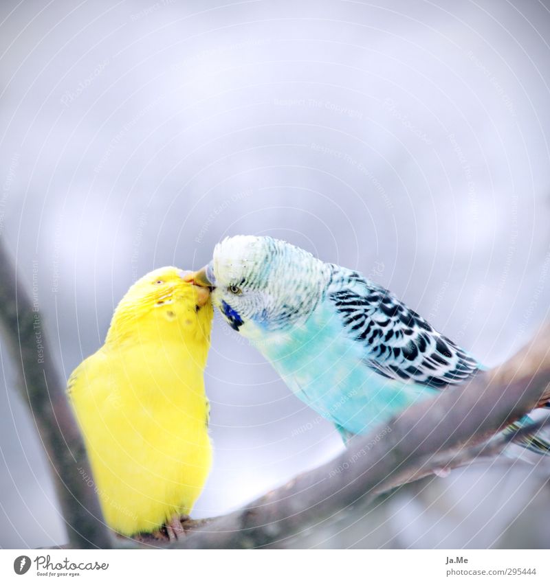 the kiss Environment Animal Wild animal Bird Animal face Wing Budgerigar 2 Flock Pair of animals Feeding Kissing Together Happy Blue Yellow Gray Emotions Love