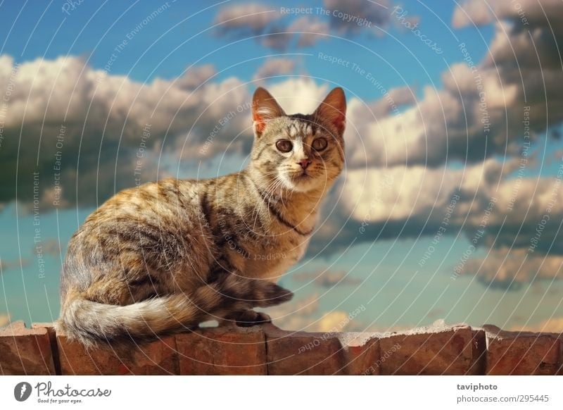 cat standing on the roof Face Nature Animal Elements Air Sky Clouds Storm clouds Fur coat Hair Pet Cat 1 Stand Small Cute Blue Brown Gray White cloudscape