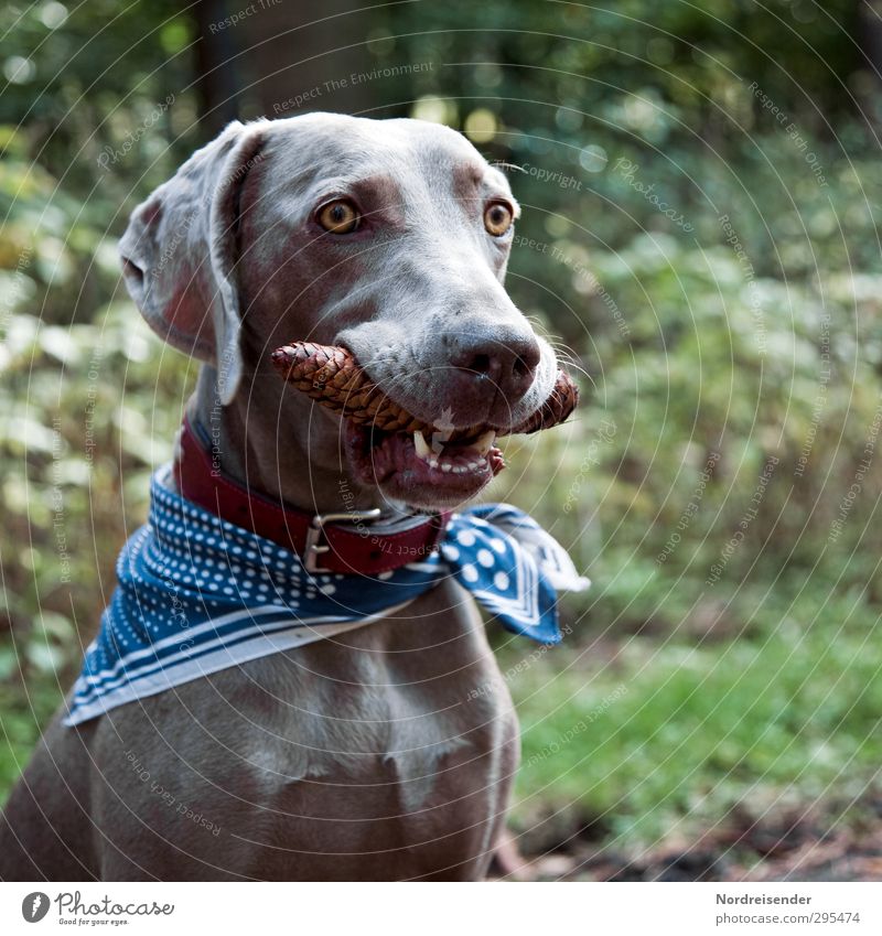 expectations Style Life Nature Animal Dog 1 Observe To feed Leisure and hobbies Whimsical Pride Trust Retrieve Weimaraner Hound Colour photo Exterior shot