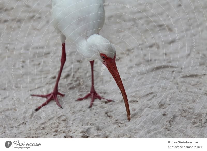 Snowy Ibis Animal Spring Beach Wild animal Bird 1 Touch To feed Stand Exotic Long Natural Curiosity Thin Point Gray Red White Beak Legs Search scratch Florida