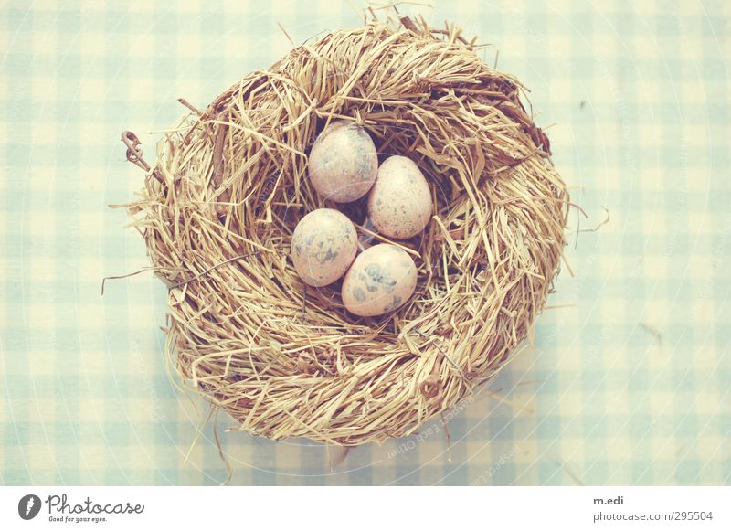 Happy Easter! Nest Egg Quail's egg Wood Beautiful Blue Colour photo Subdued colour Light