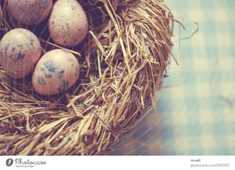 Happy Easter II Nest Egg Quail's egg Straw Beautiful Colour photo Interior shot Day