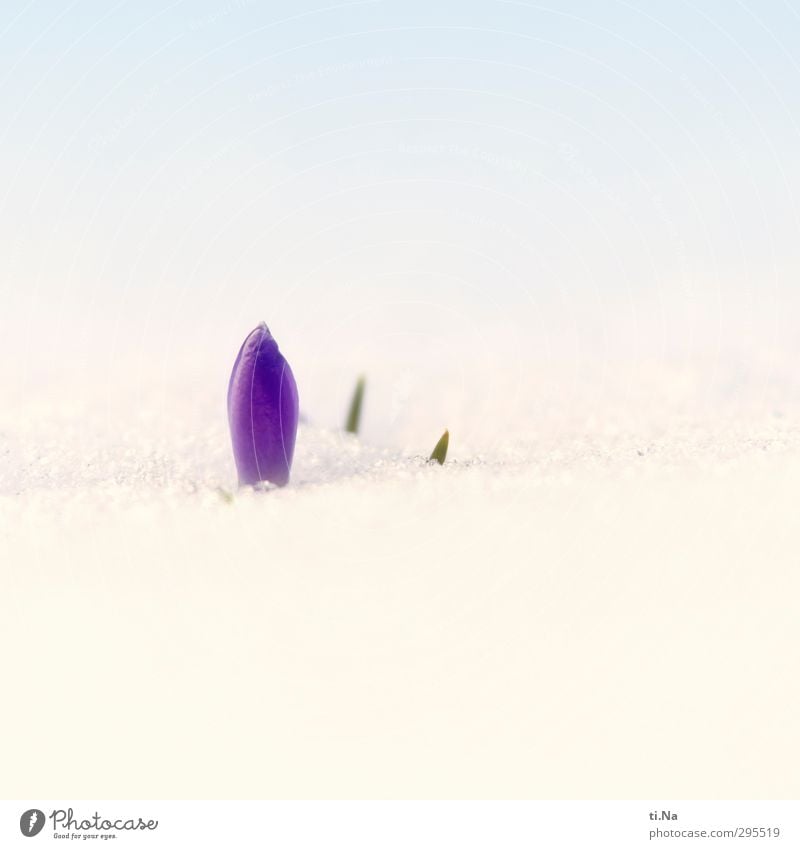 Easter in the snow Garden Gardening Spring Winter Climate change Beautiful weather Ice Frost Snow Plant Wild plant Crocus Blossoming Fragrance Freeze Growth
