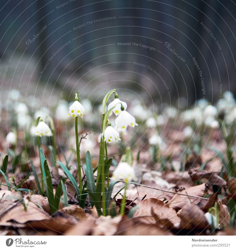 forest spring Nature Plant Earth Spring Flower Wild plant Forest Blossoming Life Beginning Fragrance Spring snowflake Spring flower Woodground Colour photo