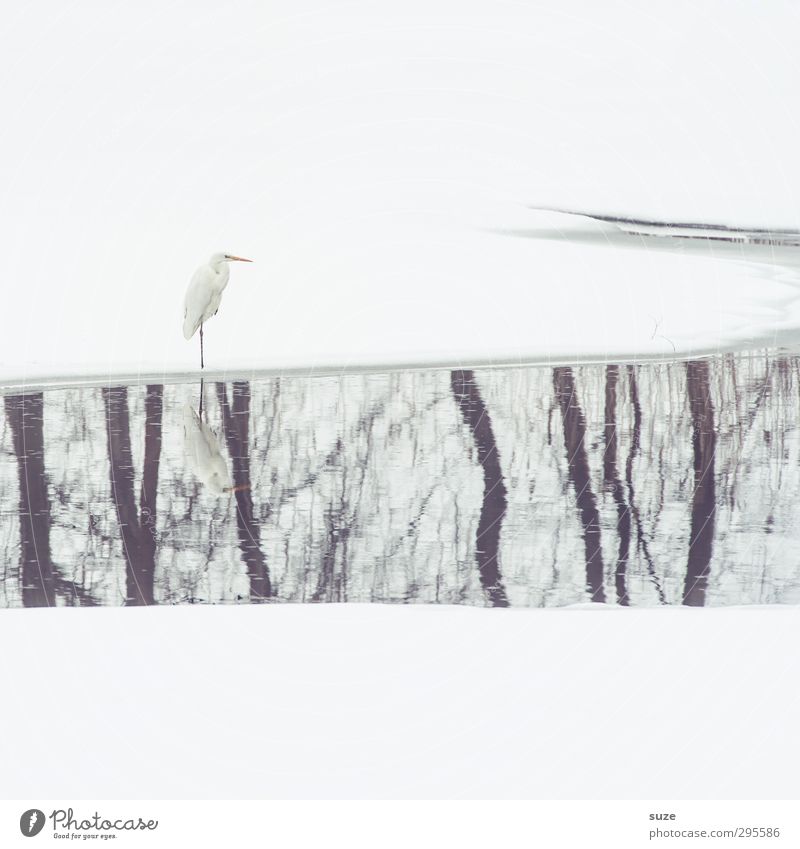 Mr Strese and the long Sunday Elegant Winter Snow Environment Nature Animal Elements Water Tree Lakeside River bank Pond Wild animal Bird Stand Wait Esthetic