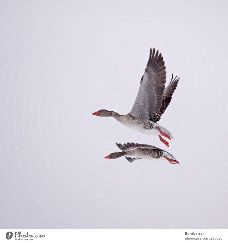 pair flight Animal Wild animal Bird Goose Gray lag goose Feather Beak Wing 2 Flying Natural Red In pairs Glide Hover Colour photo Exterior shot Copy Space left