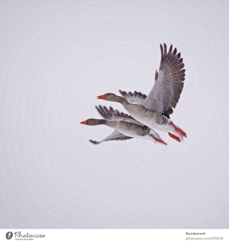 fly in pairs Animal Wild animal Bird Goose Gray lag goose Wing Feather Beak 2 Flying Above Red Together Romance Relationship Pair of animals Colour photo