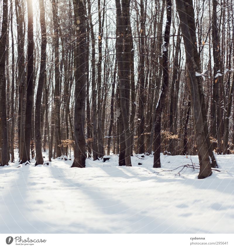 A winter day Harmonious Well-being Relaxation Calm Trip Adventure Winter vacation Hiking Environment Nature Sun Beautiful weather Ice Frost Snow Tree Forest
