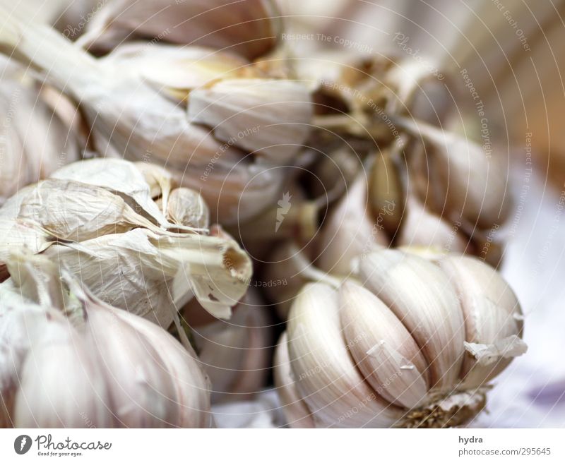 Market observation: Garlic Food Vegetable Herbs and spices Garlic bulb Clove of garlic Nutrition Eating Organic produce Vegetarian diet Slow food Healthy