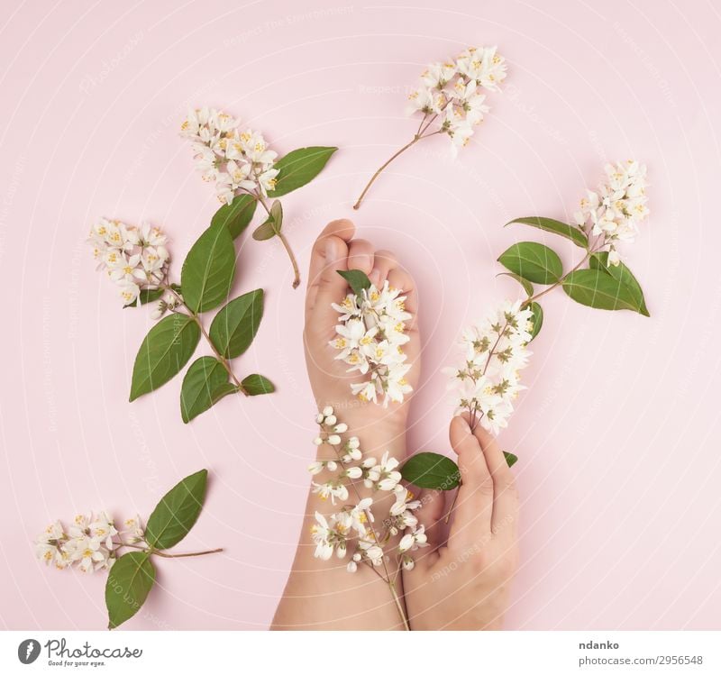 female hands and pink small white flowers Elegant Beautiful Body Skin Manicure Cosmetics Medical treatment Spa Summer Woman Adults Hand Fingers 1 Human being