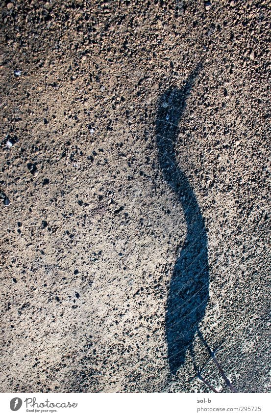 Regent Animal Bird 1 Funny Brown Gray Serene Loneliness Heron Feet Claw Sunrise Gravel Pebble Beak Symbols and metaphors Subdued colour Exterior shot Pattern