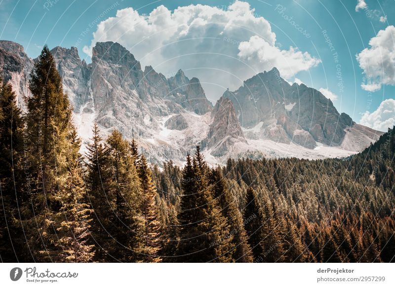 Dolomites with trees in foreground I Adventure Hiking Beautiful weather Bad weather Fog Peak Summer Landscape Nature Environment Far-off places Freedom Mountain
