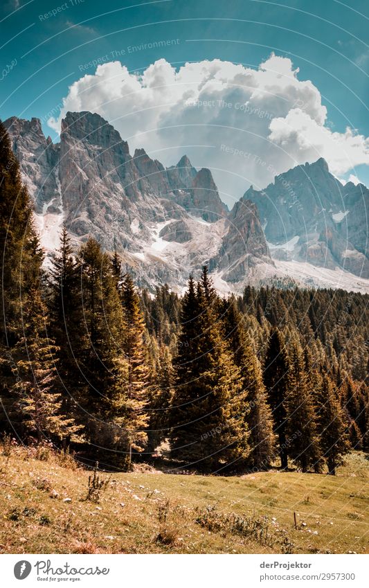 Dolomites with trees in foreground II Adventure Hiking Beautiful weather Bad weather Fog Peak Summer Landscape Nature Environment Far-off places Freedom