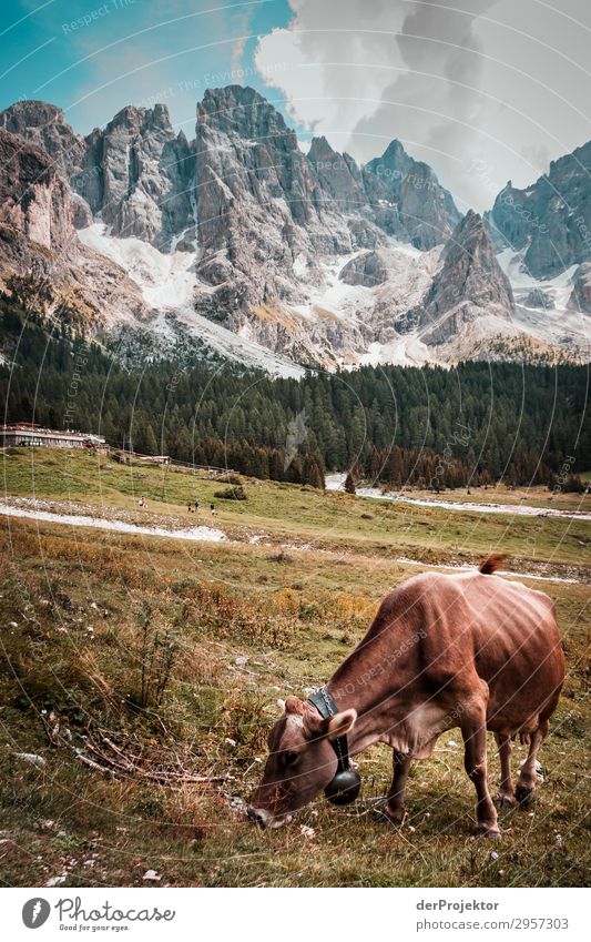 Cow with Dolomites in the background Vacation & Travel Tourism Trip Adventure Far-off places Freedom Mountain Hiking Environment Nature Landscape Plant Animal