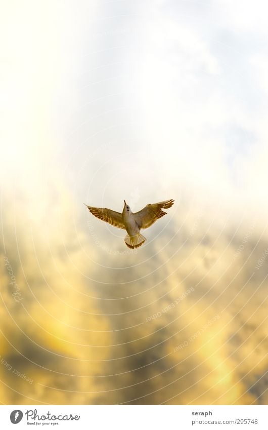 Ascending Maritime Seagull Bird Flying Animal Sky Drama Dramatic discoloration light Rising Upward up Lift taking off Air Wing Feather Nature Story Heaven