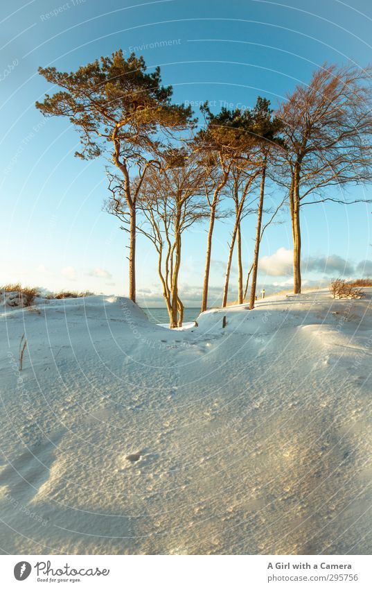 we're famous and we know it Environment Nature Landscape Plant Elements Cloudless sky Winter Weather Beautiful weather Snow Tree Coast Baltic Sea Tall