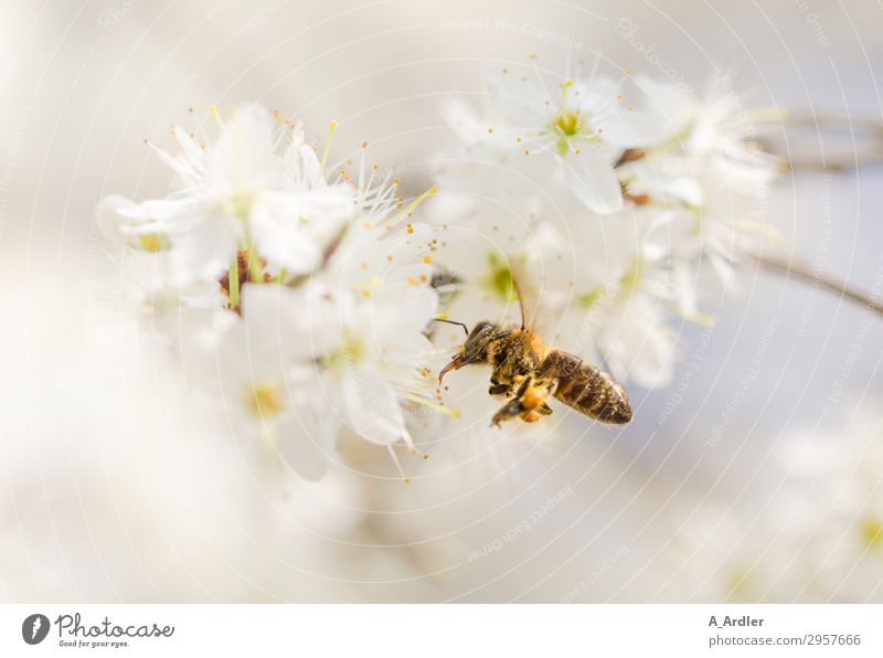 Honey bee in flight Nature Plant Animal Spring Summer Tree Blossom Garden Park Meadow Field Farm animal Bee 1 Blossoming Flying Beautiful Yellow White Emotions