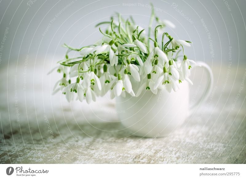 snowdrops Plant Flower Snowdrop Vase Table Bouquet Blossoming Fragrance Faded Happiness Fresh Beautiful Natural Cute Positive Gray Green White Moody
