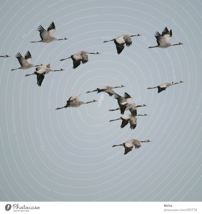 Just get out of here! Environment Nature Animal Air Sky Wild animal Bird Crane Group of animals Flock Flying Authentic Free Together Natural Freedom