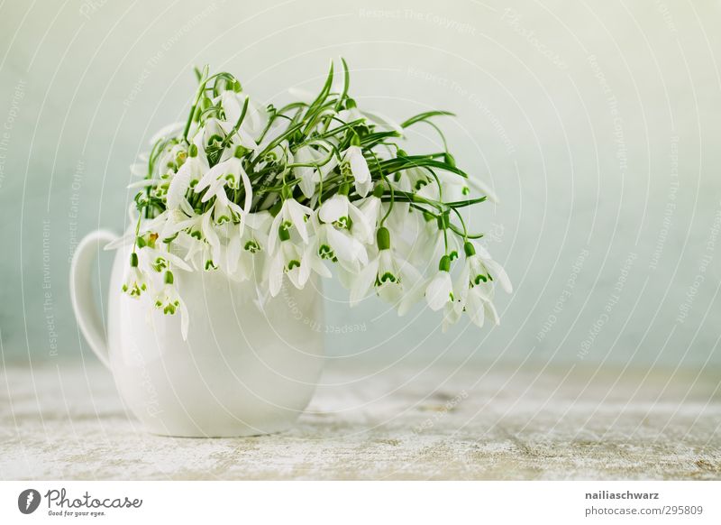 snowdrops Milk churn Flower Blossom Foliage plant Agricultural crop Wild plant Snowdrop Vase Bouquet Blossoming Fragrance Happiness Fresh Natural Cute Positive