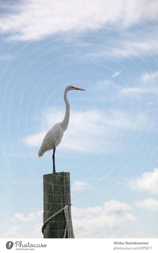 Overview of the Animal Air Sky Clouds Spring Coast Wild animal Bird Great egret Heron walking bird 1 Wood Observe Stand Natural Thin Strong White Power Resolve