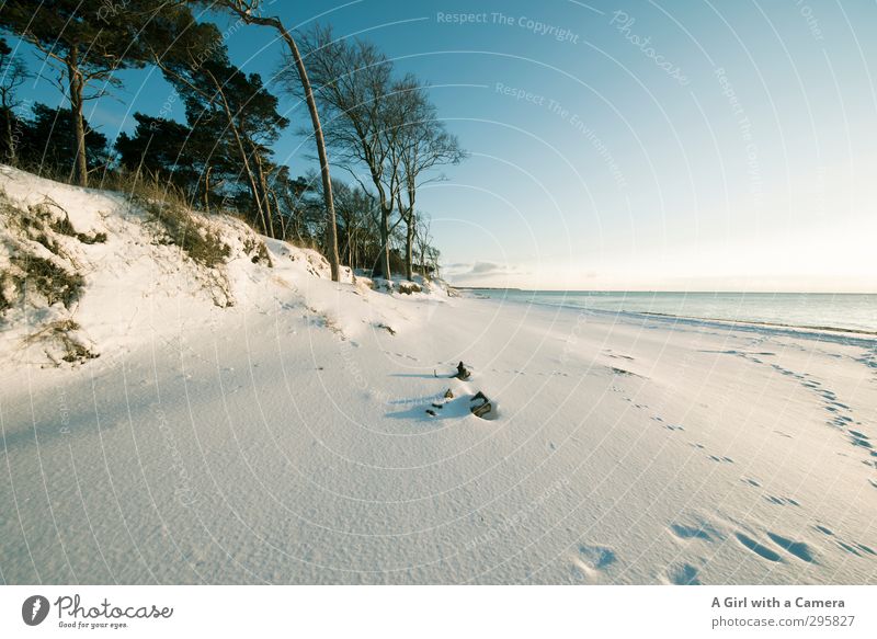 almost the South Seas Environment Nature Landscape Plant Sky Cloudless sky Winter Weather Beautiful weather Snow Coast Baltic Sea Western Beach Darss Zingst