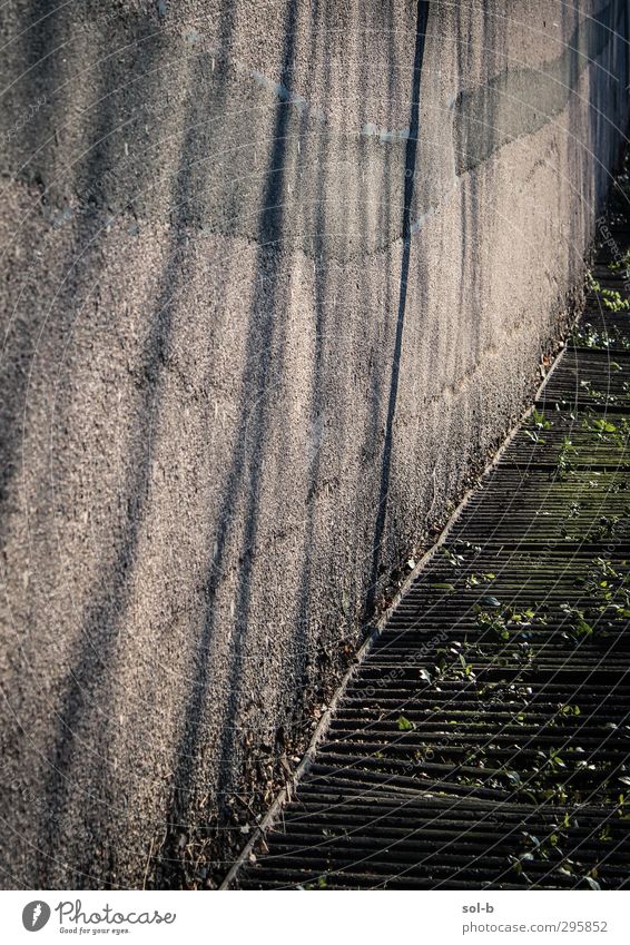 Wall Bushes Foliage plant Wall (barrier) Wall (building) Concrete Rust Warmth Gray Green Confusing Abstract Lanes & trails Contrast Sunrise Overgrown Lined