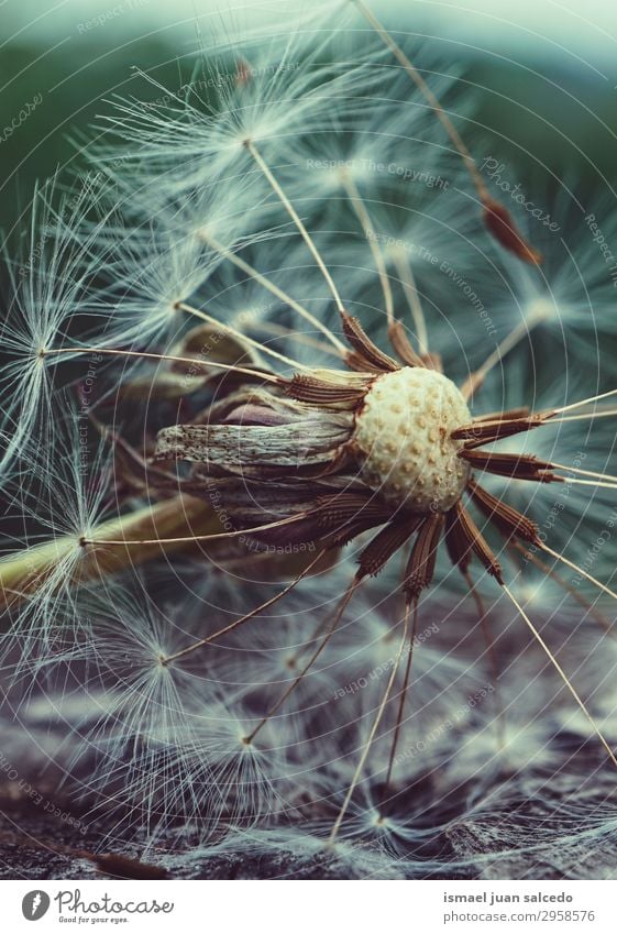dandelion flower plant in summer in the nature Dandelion Flower Plant Seed Floral Garden Nature Decoration Abstract Consistency Soft Exterior shot