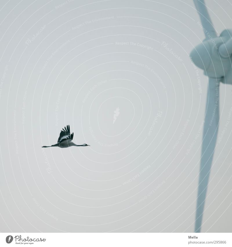 Increased hazard potential Advancement Future Energy industry Renewable energy Wind energy plant Environment Nature Animal Air Sky Wild animal Bird Crane 1