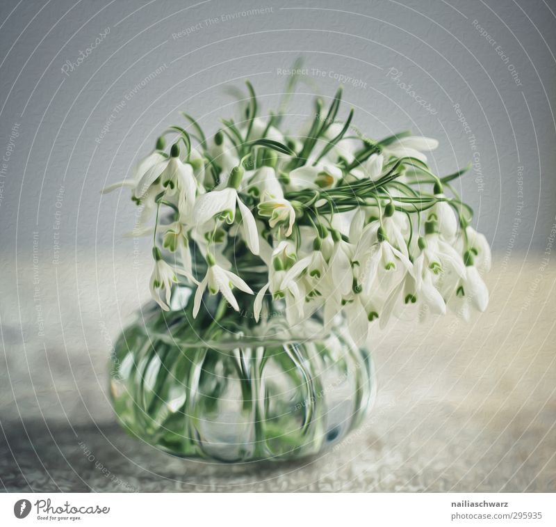 snowdrops Plant Flower Blossom Snowdrop Tin Bouquet Vase Fragrance Faded Happiness Fresh Positive Beautiful Blue Gray Green Happy Spring fever Romance Idyll