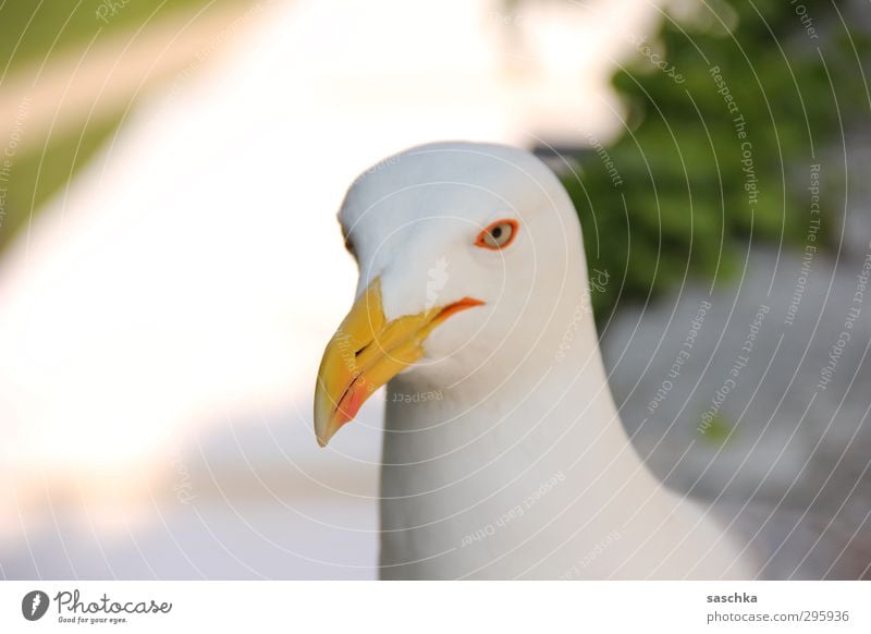 BirdPerspective Animal Wild animal Animal face 1 Smiling Looking Cool (slang) Break Vacation & Travel Seagull Watchfulness Colour photo Multicoloured