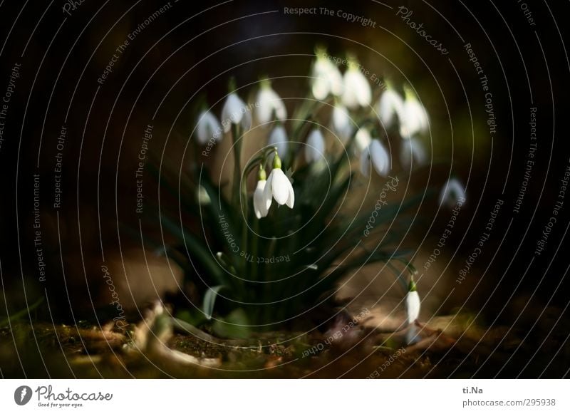 spring Spring Wild plant Snowdrop Garden Park Forest Blossoming Fragrance Hang Growth Elegant Beautiful Small Natural Cute Brown Green Black White Spring fever