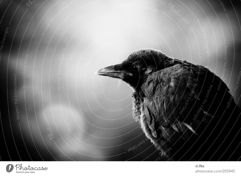Youth photo | Become a Flier Garden Wild animal Bird Wing Crow Baby animal Discover Sit Wait Dark Small Beautiful Black & white photo Exterior shot Close-up Day
