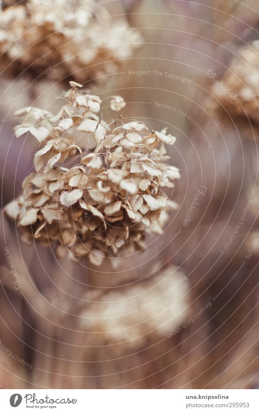 hortensia Environment Nature Plant Blossom Hydrangea Old To dry up Natural Dry Soft Surrealism Death Decline Transience Change Colour photo Exterior shot Detail