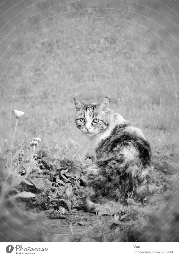 stroller Nature Plant Flower Grass Garden Animal Pet Cat Pelt 1 Love of animals Curiosity Black & white photo Exterior shot Deserted Day Contrast