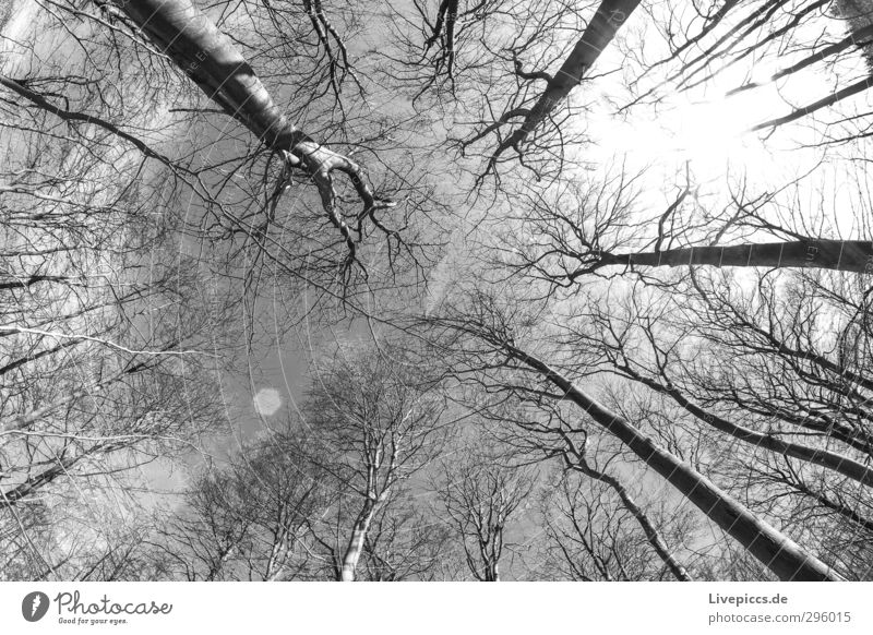 Time in the forest Environment Nature Landscape Plant Sky Clouds Sun Sunlight Winter Beautiful weather Tree Wild plant Forest Wood Black White