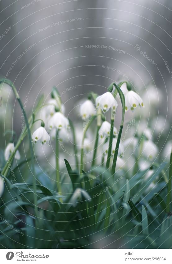 Beginning of spring - white Environment Nature Plant Spring Flower Blossom Lily of the valley Green White Spring fever Colour photo Exterior shot Copy Space top