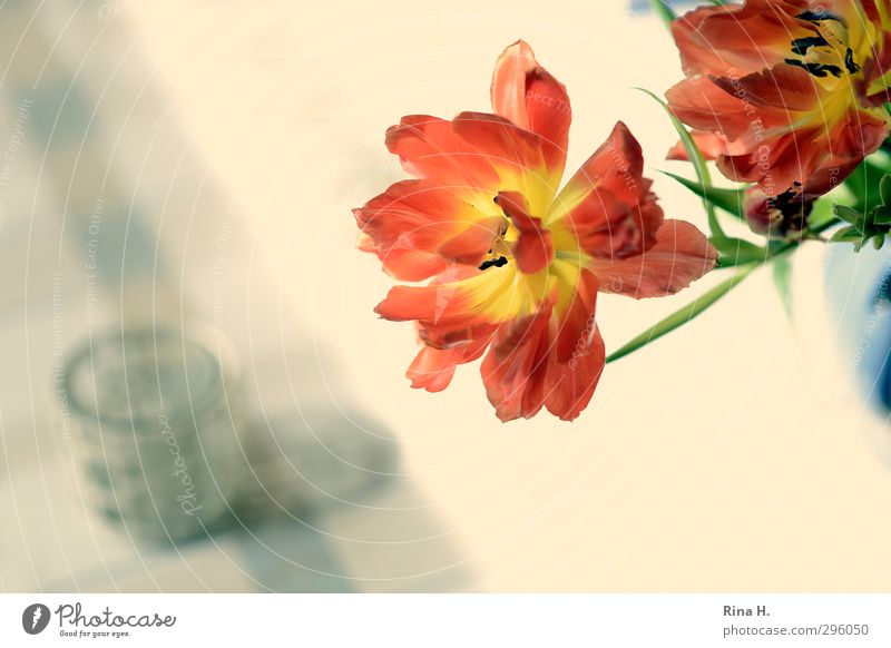 In the eye of the beholder Glass Flower Tulip Blossoming Faded Emotions Transience Still Life Tablecloth Colour photo Interior shot Deserted Bird's-eye view