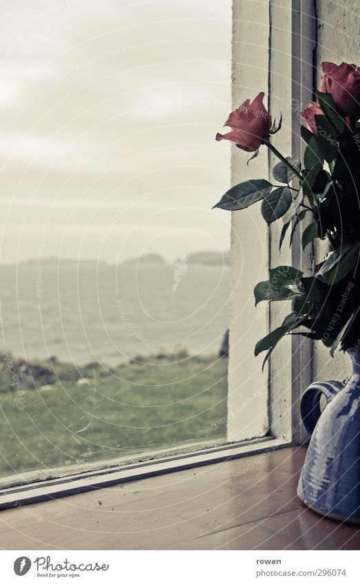 on the window sill Living or residing Flat (apartment) Environment Nature Landscape Plant Rose Blossom Waves Coast Bay Ocean Calm Lovesickness Wanderlust
