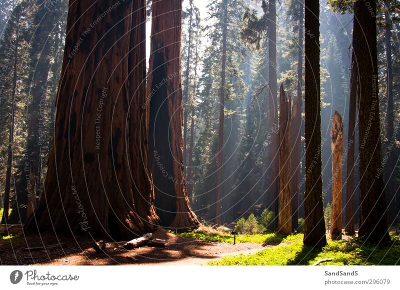 Sequoia National Park Vacation & Travel Nature Landscape Tree Meadow Forest Old Tall Green California USA america Ancient big conifers giants Height light