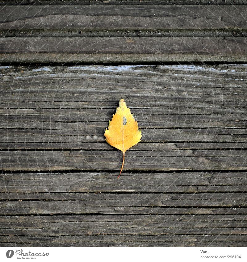 birch Nature Plant Autumn Leaf Birch tree Wood Yellow Gray Loneliness 1 Wooden board Seam Colour photo Subdued colour Exterior shot Close-up Deserted Day